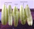  Anthers